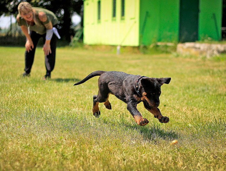 cachorro jugando con su humana