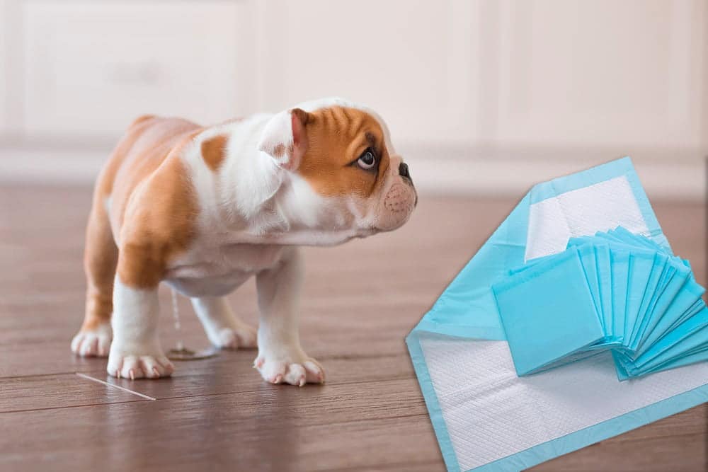 cachorro orinando en casa