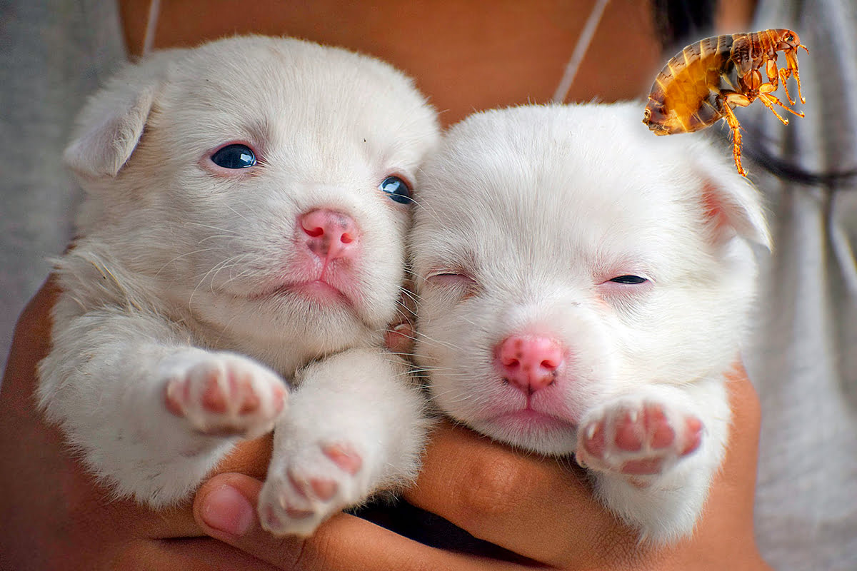 cachorros de perro junto a una pulga