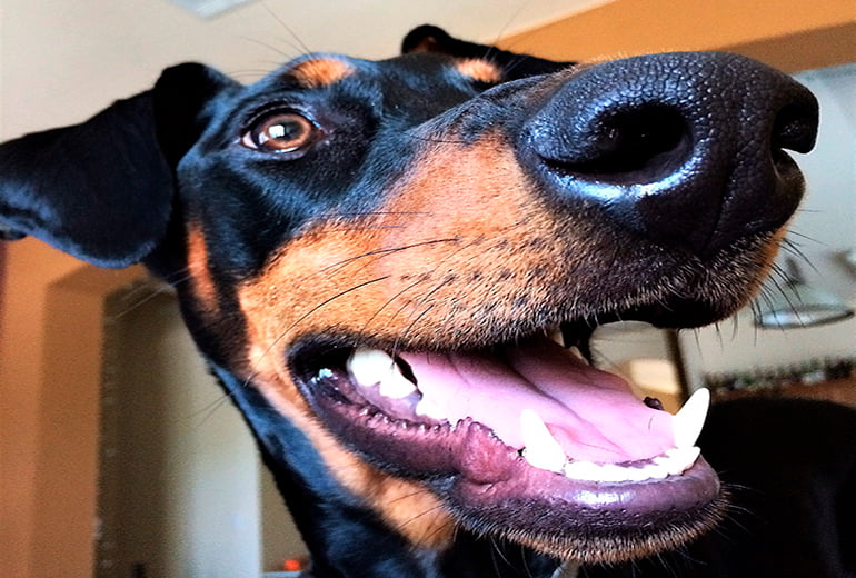 doberman de origen aleman