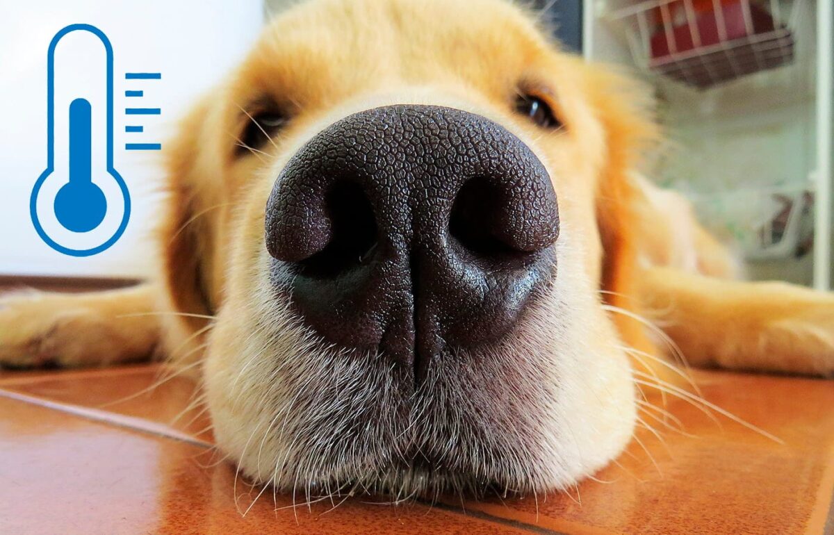 nariz de perro junto a termometro