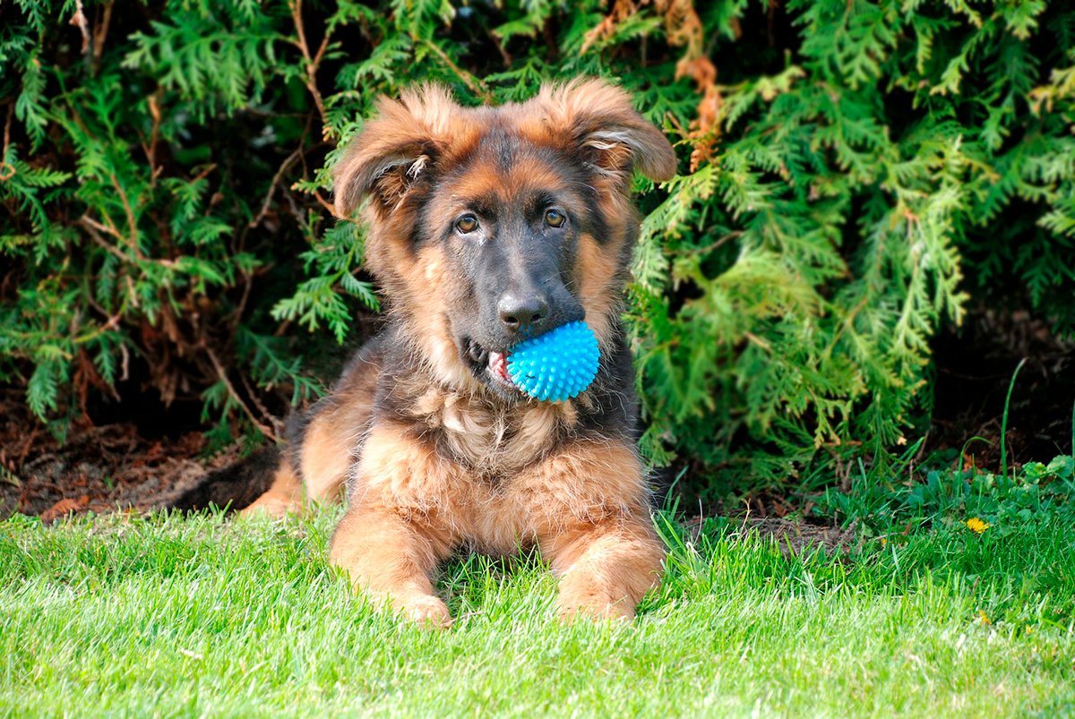 perro inteligente con mirada inteligente