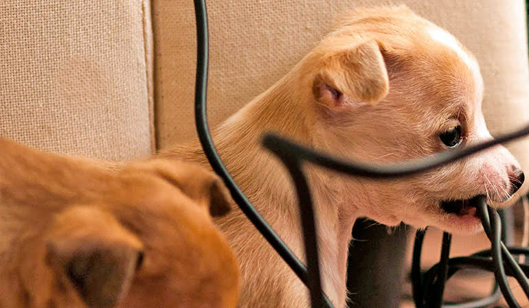 perro mordiendo cables electricos