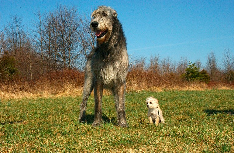 Irish wolfhound el perro mas grande del mundo
