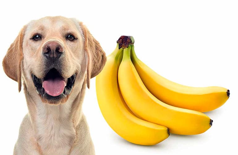 perro junto a unos platanos