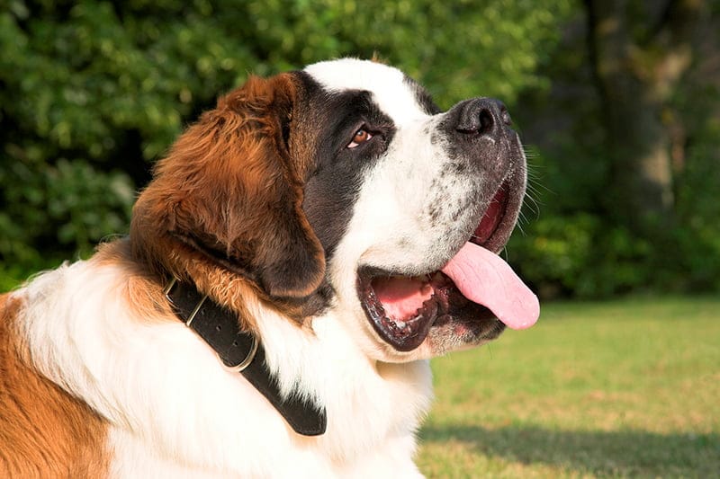 perra de raza san bernardo