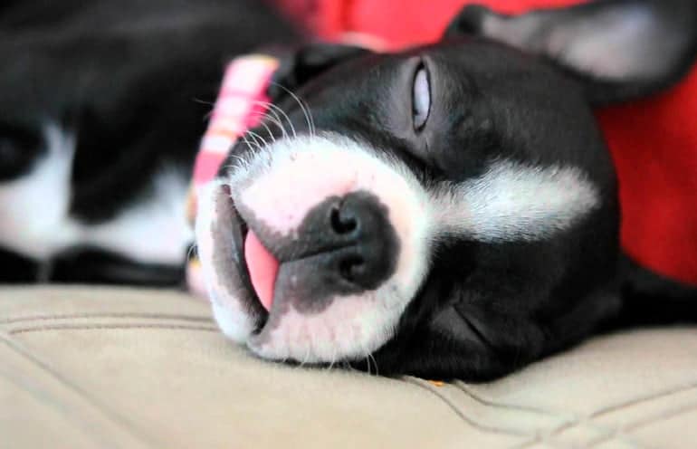 perro dormido con un ojo abierto