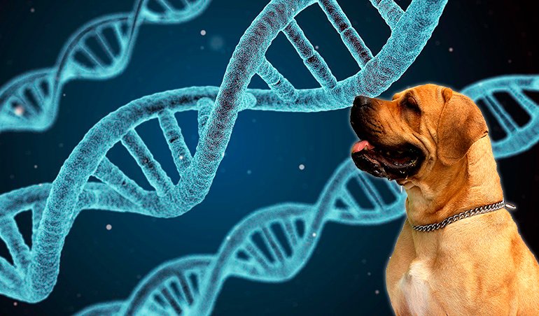 perro junto a cadena de proteinas