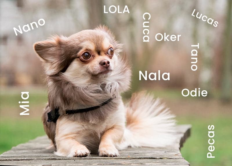 perro pequeno junto a varios nombres