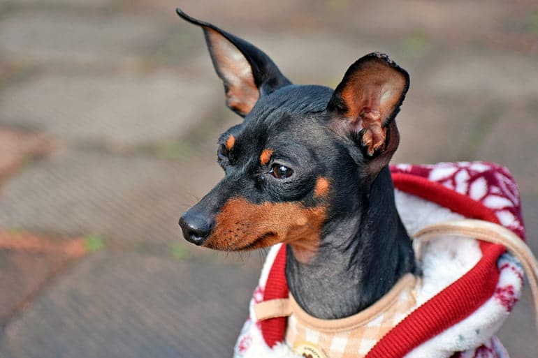 perro pinscher enano