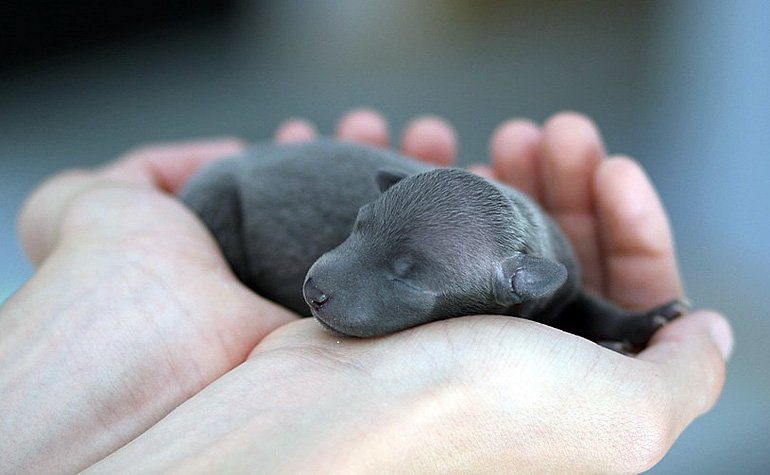 perro recien nacido en manos