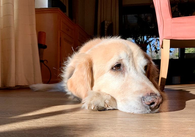 perro tumbado en casa