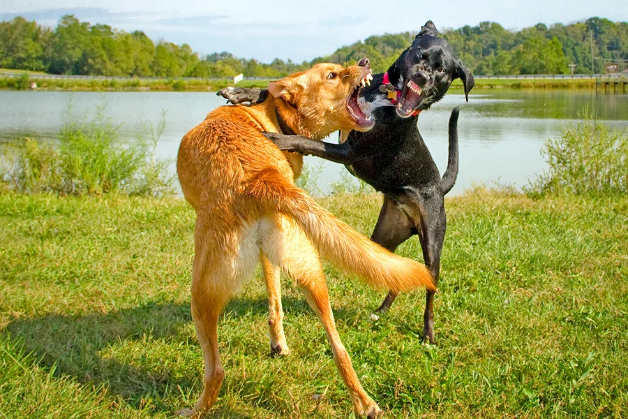 dos perros peleando