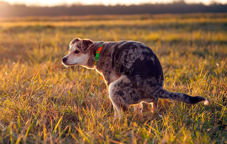 perro agachado para defecar