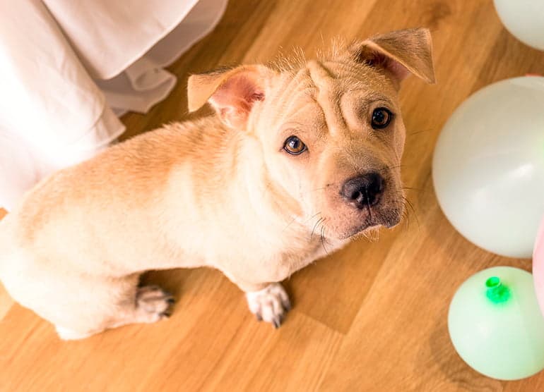 perro con miedo junto a unos glovos