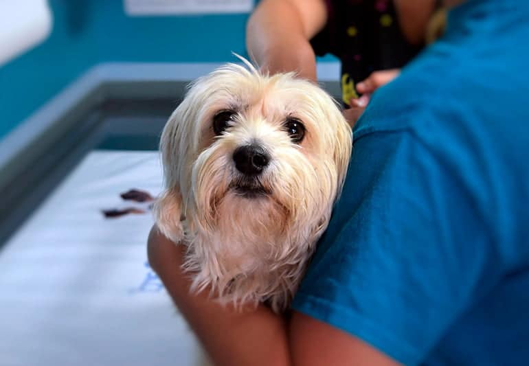 perro en revision del veterinario