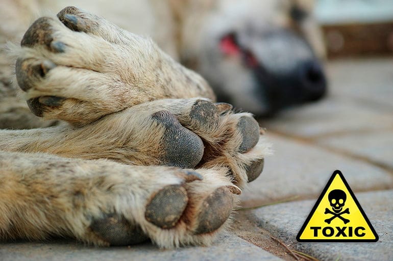 perro intoxicado por raticida