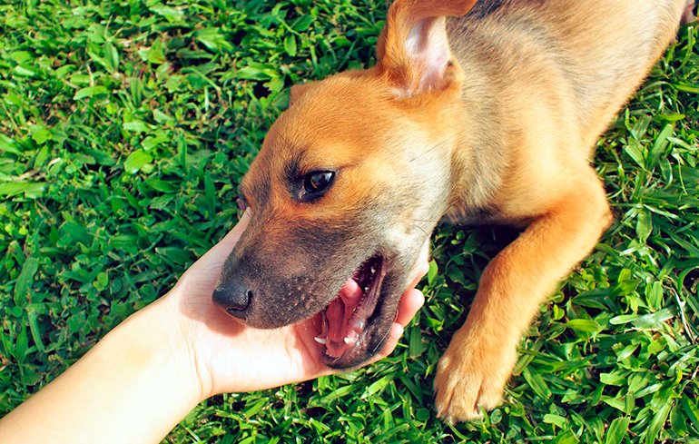 saludando a un perro desconfiado