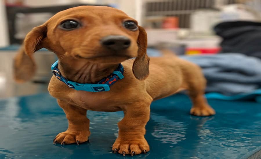 perro en clinica veterinaria