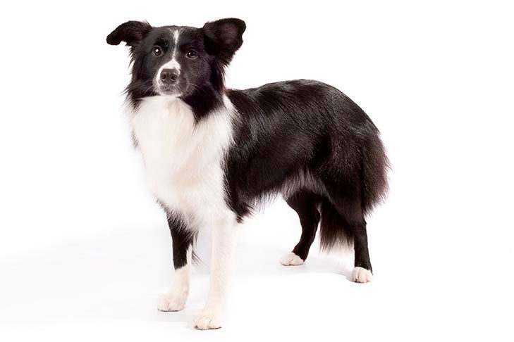 Perro Border Collie de cuerpo completo