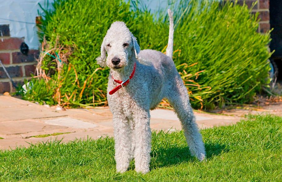 perro Bedlington Terrier
