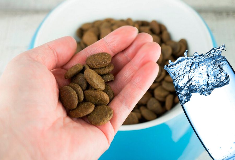anadir agua al pienso para perros