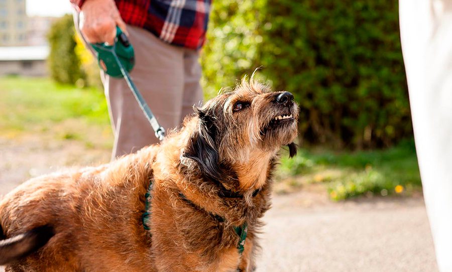 perro advirtiendo a humano