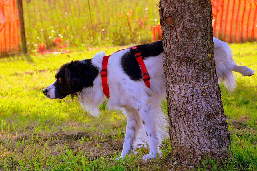 perro con polidipsia 1