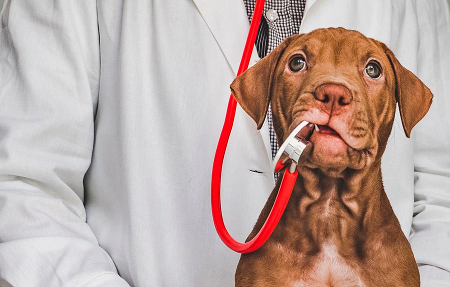 perro junto a veterinario