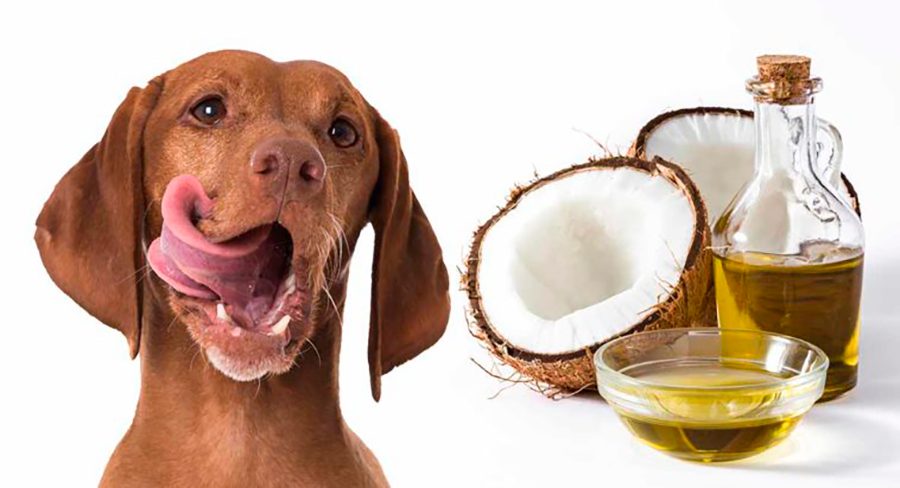 Aceite de coco y un perro
