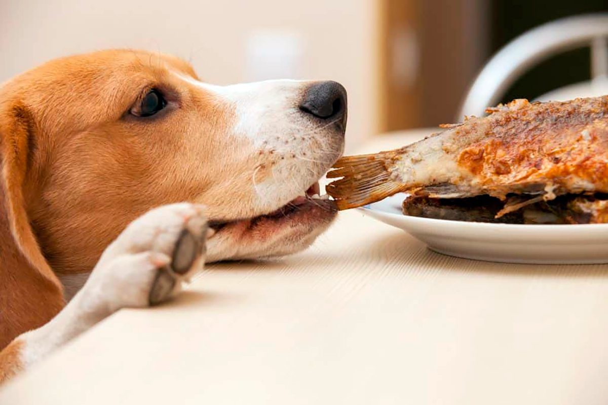 perro comiendo pescado