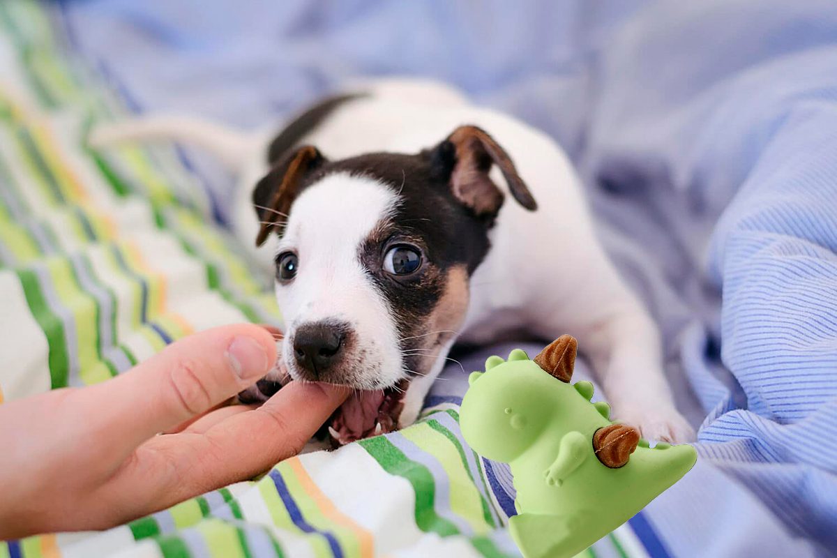 perro mordiendo la mano de su humano