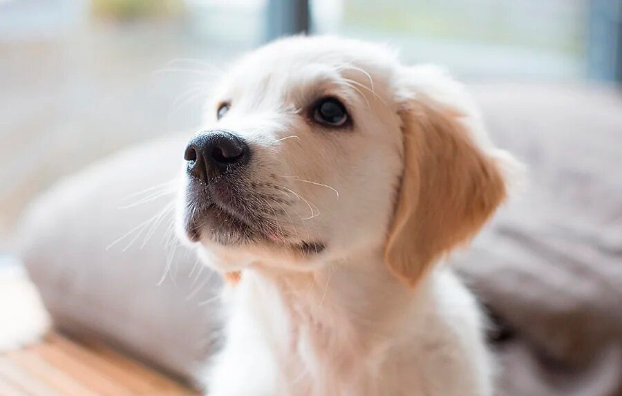 cachorrito solo en casa