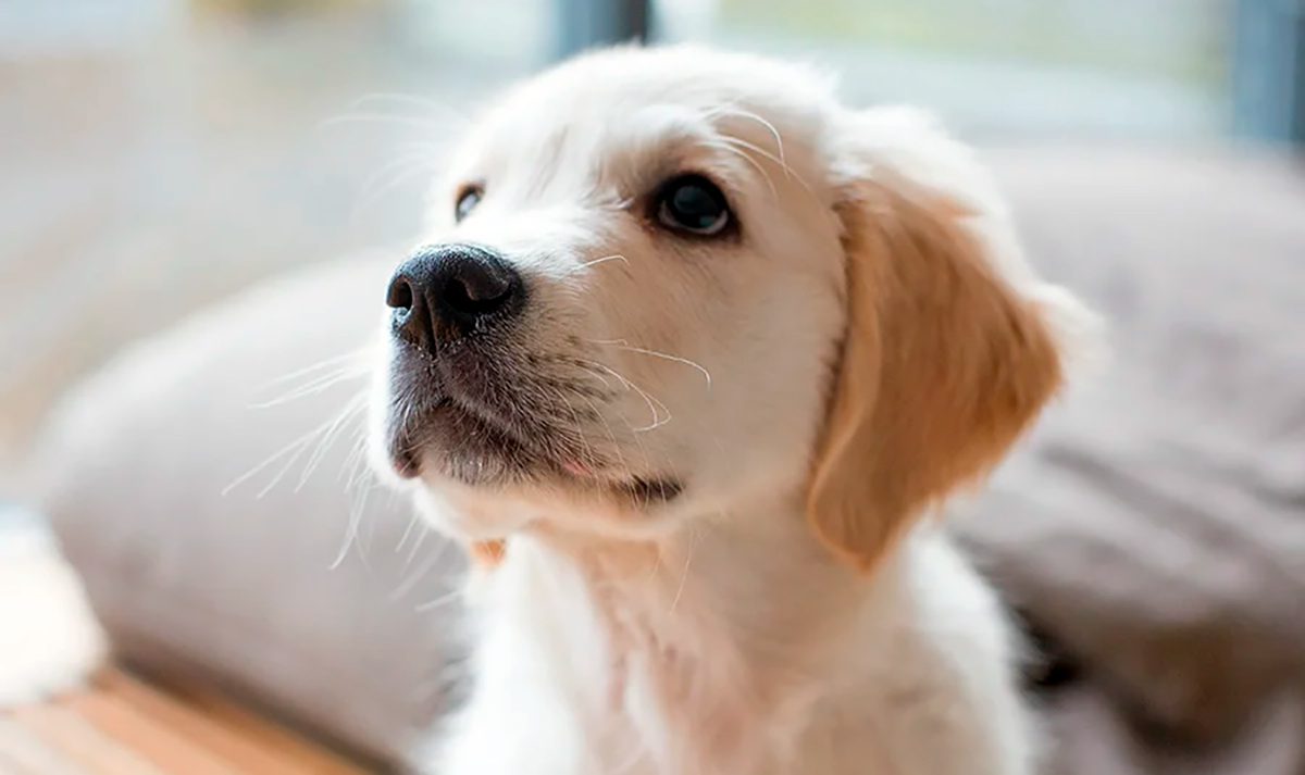 cachorro solo en casa