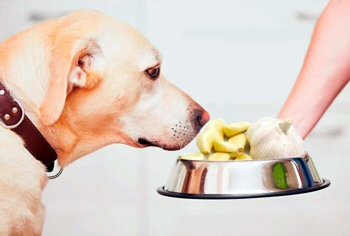 comedero de perro lleno de ajo
