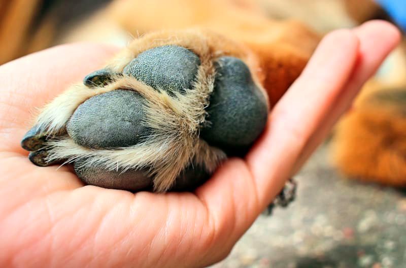 curar almohadilla de perro