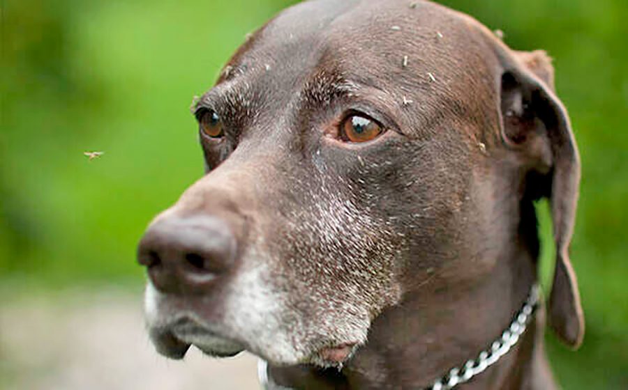 mosquitos molentando a un perro