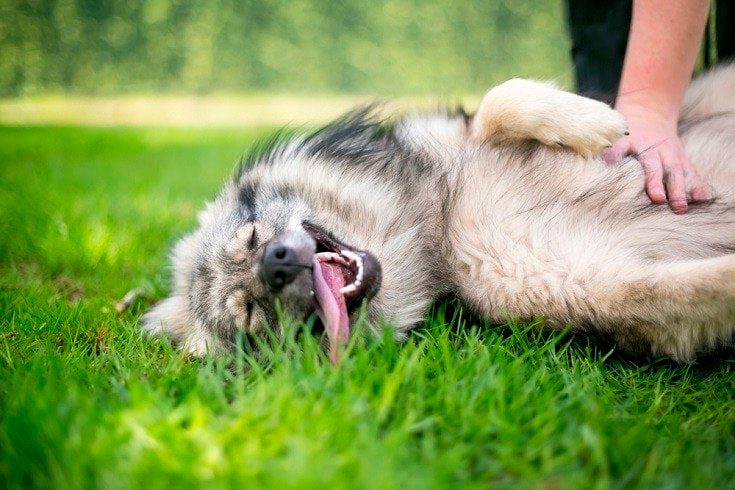 perro disfrutando de las cosquillas