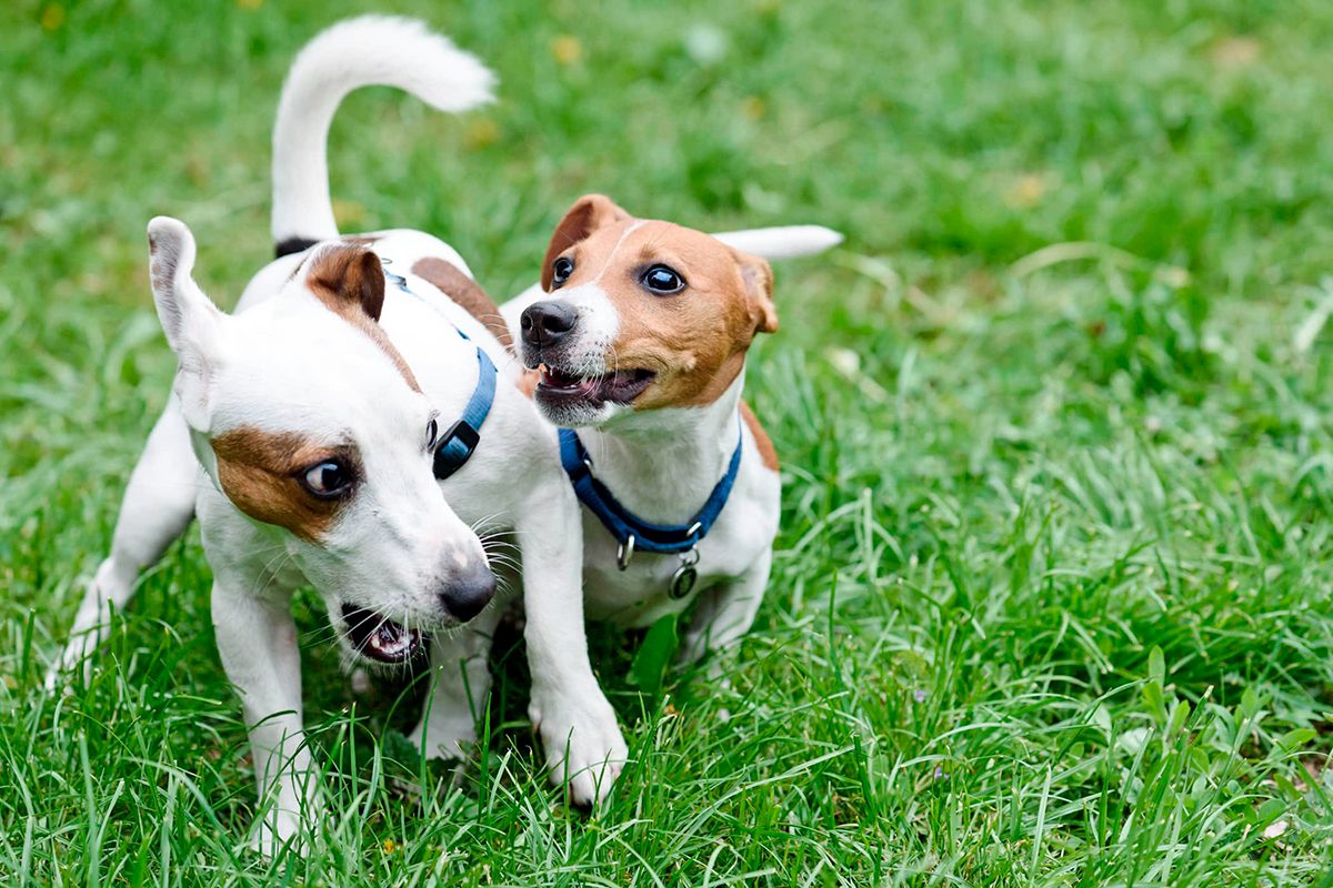 perro dominado por perro dominante
