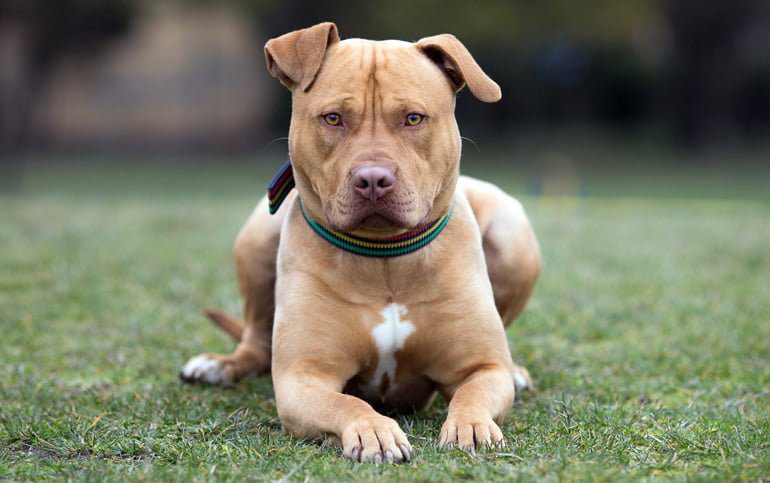 perro pitbull esperando una orden