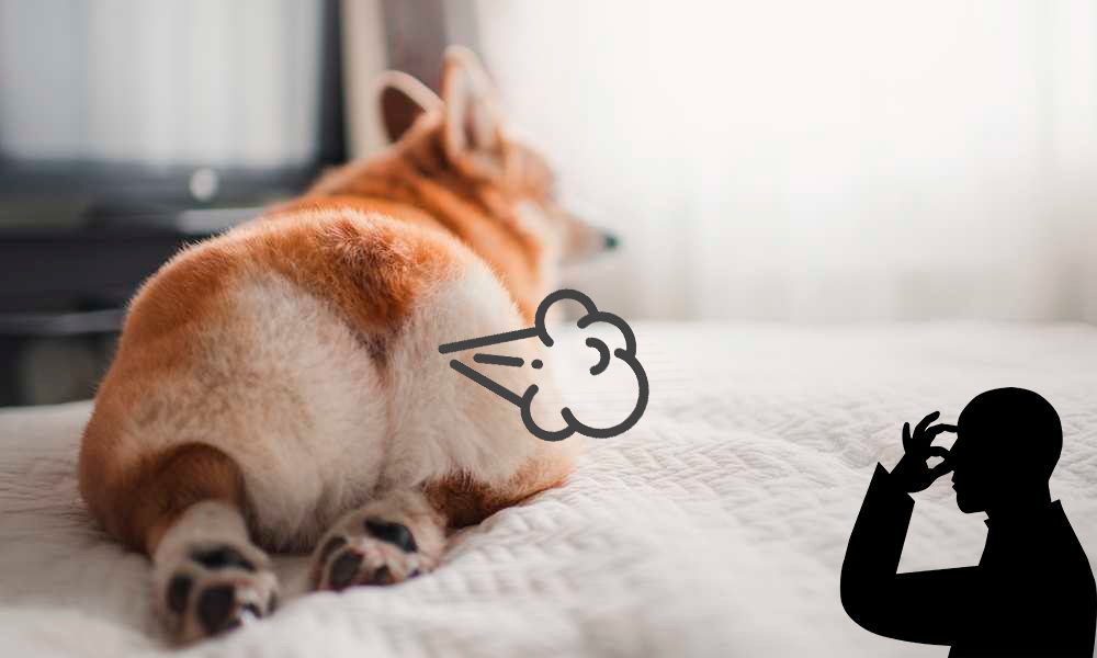 perro tirandose un pedo