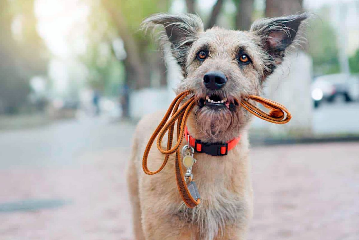 perro tranquilo quiere pasear