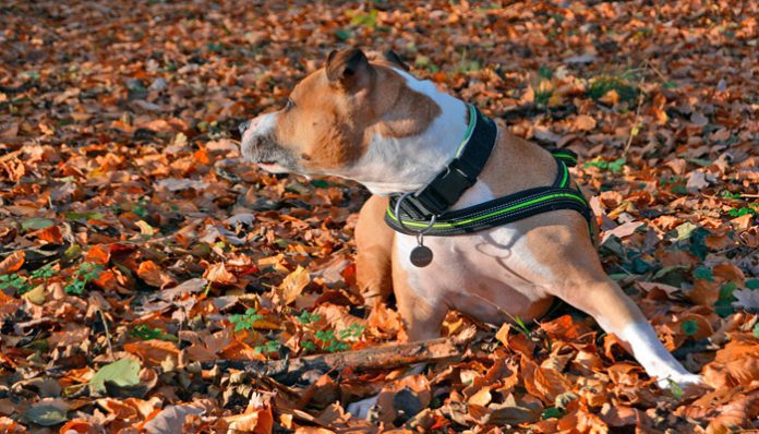 pitbull con picor de culo 696x398