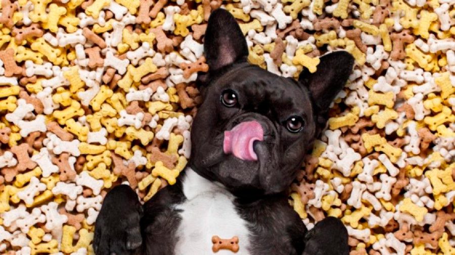 sintomas de empacho en perros