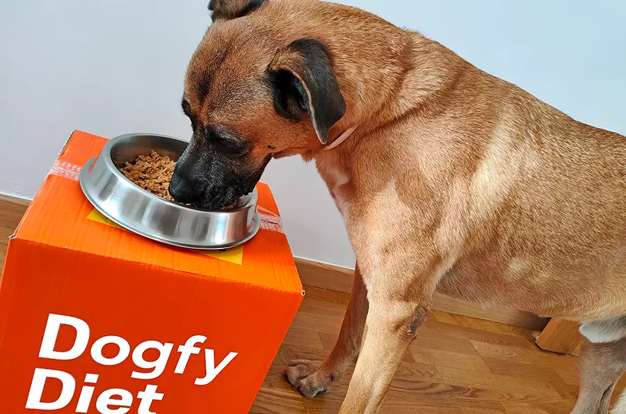 Yako disfrutando de Dogfy Diet