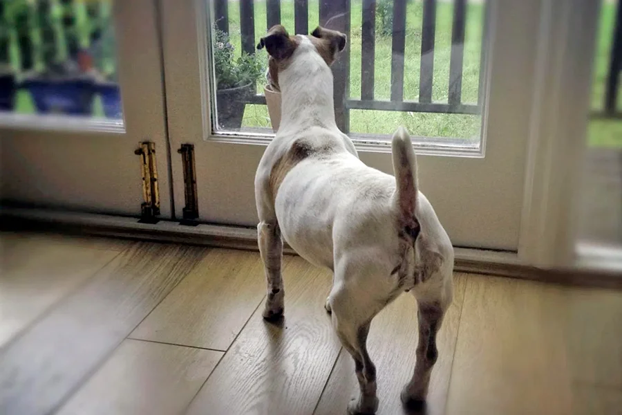 perro esperando a los vecinos para ladrar