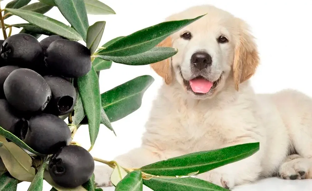 perro esperando para comer aceitunas