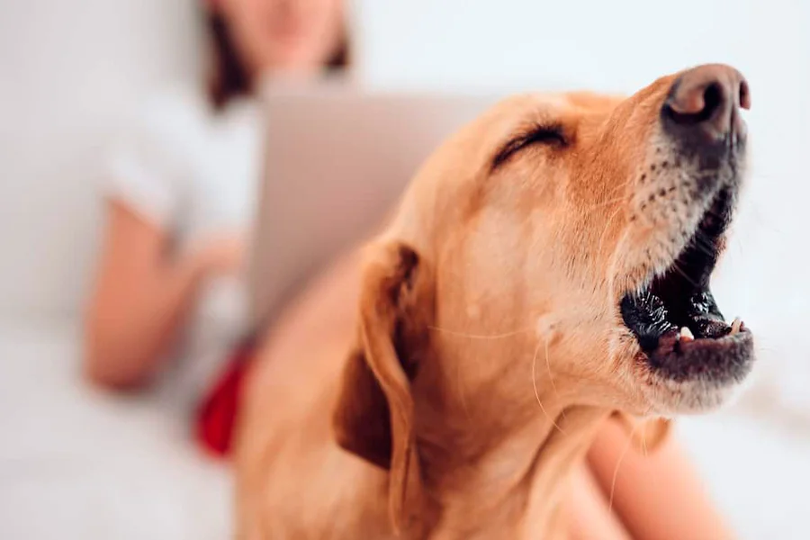 perro ladrando cuando escucha a los vecinos