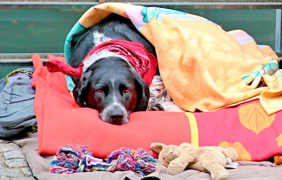 perro tapado con una manta