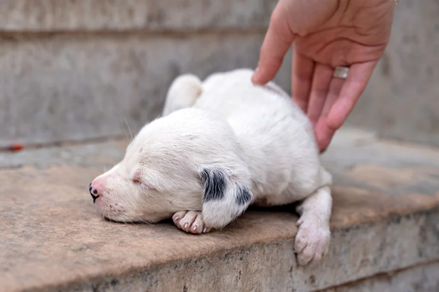 acariciar a un perro callejero